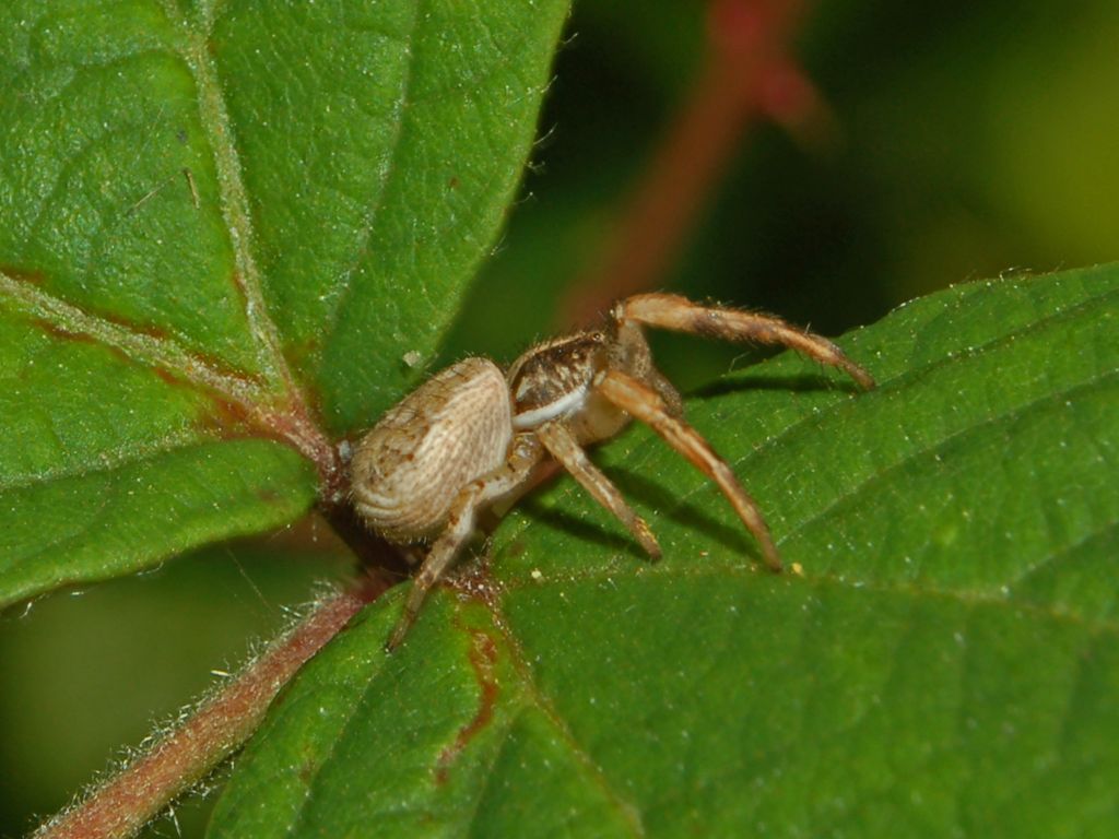 Xysticus sp.